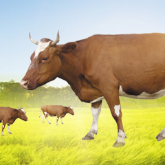 重庆西门塔尔肉牛养殖项目