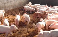 生猪养殖项目合作商业计划书