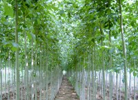 绿化苗木项目合作商业计划书